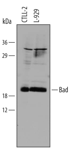 Western blot shows lysates of CTLL-2 mouse cytotoxic T cell line and L-929 mouse fibroblast cell line. PVDF membrane was probed with 1 µg/mL of Rat Anti-Mouse Bad N-Terminus Monoclonal Antibody (Catalog # MAB850) followed by HRP-conjugated Anti-Rat IgG Secondary Antibody (Catalog # HAF005). A specific band was detected for Bad N-Terminus at approximately 22 kDa (as indicated). This experiment was conducted under reducing conditions and using Immunoblot Buffer Group 2.