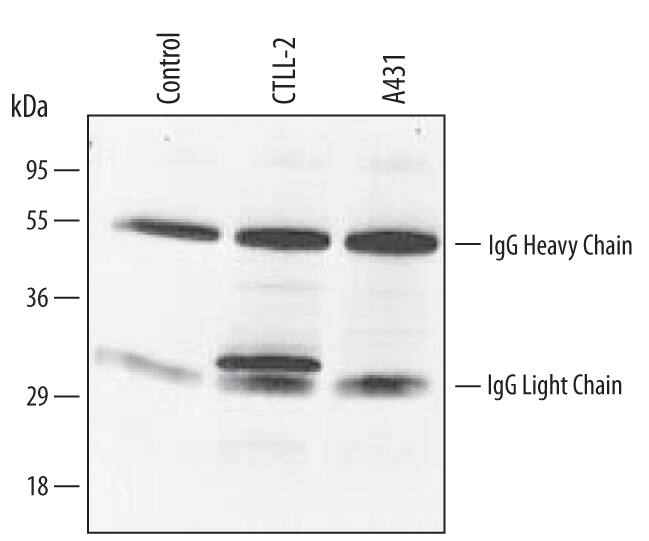 Bag‑1 was immunoprecipitated from lysates (3 x 106cells) of CTLL‑2 mouse cytotoxic T cell line and A431 human epithelial carcinoma cell line following incubation with 5 µg Goat Anti-Mouse Bag‑1 Antigen Affinity-purified Polyclonal Antibody (Catalog # AF815) for 1 hour at 4 ºC. Bag‑1-antibody complexes were absorbed using Protein G (Sigma). Immunoprecipitated Bag‑1 was detected by Western blot using 5 µg/mL Mouse Bag‑1 Antigen Affinity‑purified Polyclonal Antibody (Catalog # AF815). The leftmost lane represents a control experiment where the antibody was incubated with no cell lysate. View our recommended buffer recipes for immunoprecipitation.