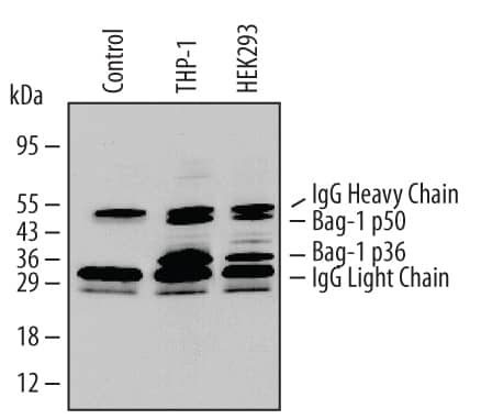 Bag-1 was immunoprecipitated from lysates (5 x 106cells) of THP-1 human acute monocytic leukemia and HEK293 human embryonic kidney cell line following incubation with 3 µg Mouse Anti-Human Bag-1 Monoclonal Antibody (Catalog # MAB852) for 1-16 hours at 4 °C. Bag-1-antibody complexes were absorbed using Protein A Immunoprecipitin (Life Technologies). Immuno-precipitated Bag-1 (left panel) was detected by Western blot using 0.5 µg/mL Mouse CD30/TNFRSF8 Antigen Affinity-purified Polyclonal Antibody (Catalog # AF852). View our recommended buffer recipes for immunoprecipitation.