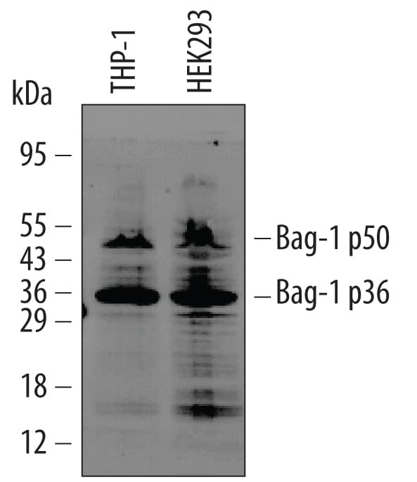 Western blot shows lysates of THP-1 human acute monocytic leukemia cell line and HEK293 human embryonic kidney cell line. PVDF Membrane was probed with 0.5 µg/mL of Mouse Anti-Human Bag-1 Monoclonal Antibody (Catalog # MAB852) followed by HRP-conjugated Anti-Mouse IgG Secondary Antibody (Catalog # HAF007). Specific bands were detected for Bag-1 at approximately 36 and 50 kDa (as indicated). This experiment was conducted under reducing conditions and using Immunoblot Buffer Group 6.