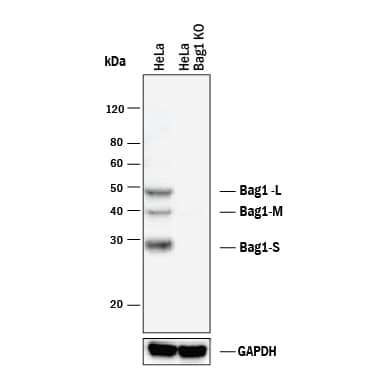 <b>Genetic Strategies Validation. </b>Western blot shows lysates of HeLa human cervical epithelial carcinoma parental cell line and Bag-1 knockout HeLa cell line (KO). PVDF membrane was probed with 0.5 µg/mL of Mouse Anti-Human Bag-1 Monoclonal Antibody (Catalog # MAB852) followed by HRP-conjugated Anti-Mouse IgG Secondary Antibody (Catalog # HAF018). Specific bands were detected for Bag-1 at approximately 29, 39, and 50 kDa (as indicated) in the parental HeLa cell line, but is not detectable in knockout HeLa cell line. GAPDH (Catalog # MAB5718) is shown as a loading control. This experiment was conducted under reducing conditions and using Immunoblot Buffer Group 1.
