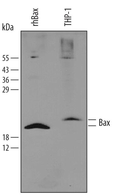 Western blot shows lysates of THP-1 human acute monocytic leukemia cell line. PVDF membrane was probed with 4 µg/mL Goat Anti-Human Bax Minus C-Terminus Polyclonal Antibody (Catalog # AB820) followed by HRP-conjugated Anti-Goat IgG Secondary Antibody (Catalog # HAF017). For additional reference, recombinant human Bax (1 ng) was included. A specific band for Bax was detected at approximately 21 kDa (as indicated). This experiment was conducted under reducing conditions and using Immunoblot Buffer Group 2.