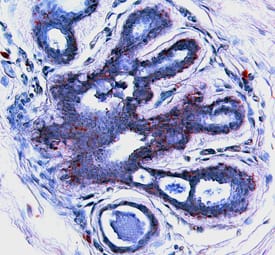 Immunohistochemistry Bax Antibody [Unconjugated]