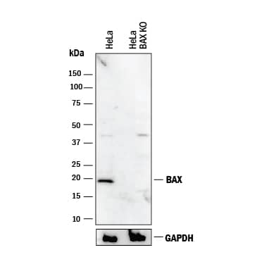 <b>Genetic Strategies Validation. </b>Western blot shows lysates of HeLa human cervical epithelial carcinoma parental cell line and Bax knockout HeLa cell line (KO). PVDF membrane was probed with 0.5 µg/mL of Rabbit Anti-Human/Mouse Bax Antigen Affinity-purified Polyclonal Antibody (Catalog # AF820) followed by HRP-conjugated Anti-Rabbit IgG Secondary Antibody (Catalog # HAF008). A specific band was detected for Bax at approximately 20 kDa (as indicated) in the parental HeLa cell line, but is not detectable in knockout HeLa cell line. GAPDH (Catalog # AF5718) is shown as a loading control. This experiment was conducted under reducing conditions and using Immunoblot Buffer Group 1.