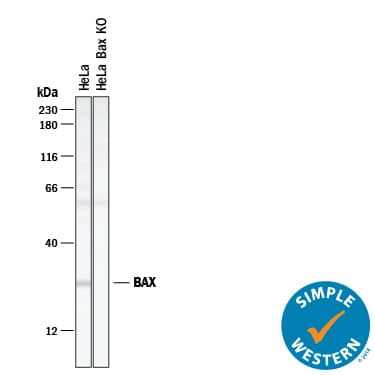 Simple Western Bax Antibody [Unconjugated]