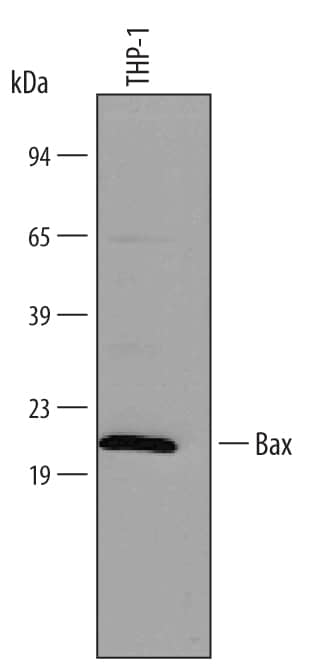 Western blot shows lysate of THP-1 human acute monocytic leukemia cell line. PVDF membrane was probed with 1 µg/mL of Human Bax Minus C-Terminus Monoclonal Antibody (Catalog # MAB846) followed by HRP-conjugated Anti-Mouse IgG Secondary Antibody (Catalog # HAF007). A specific band was detected for Bax Minus C-Terminus at approximately 21 kDa (as indicated). This experiment was conducted under reducing conditions and using Immunoblot Buffer Group 4.