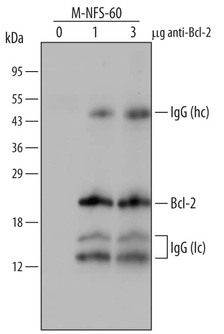 Bcl‑2 was immunoprecipitated from lysates (3 x 106cells) of M‑NFS‑60 mouse myelogenous leukemia lymphoblast cell line following incubation with 3 µg Goat Anti-Human/Mouse Bcl‑2 Antigen Affinity-purified Polyclonal Antibody (Catalog # AF810) for 1 hour at 4 °C. Bcl‑2-antibody complexes were absorbed using Protein G (Sigma). Immunoprecipitated Bcl‑2 was detected by Western blot using 1 µg/mL Goat Anti-Human/Mouse Bcl‑2 Antigen Affinity-purified Polyclonal Antibody (Catalog # AF810). View our recommended buffer recipes for immunoprecipitation.