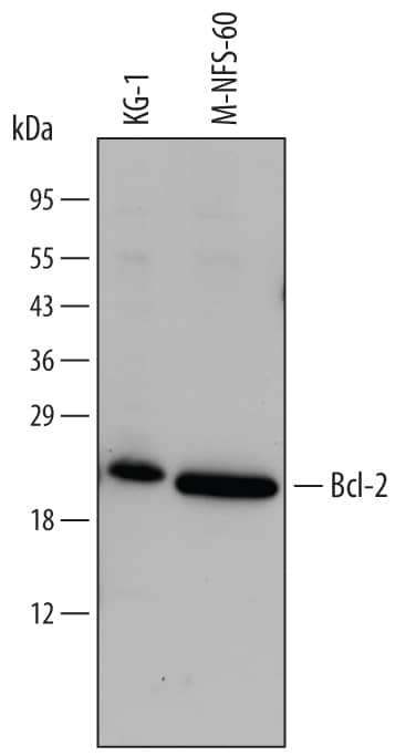 Western blot shows lysates of KG-1 human myeloid leukemia cell line and M-NFS-60 mouse myelogenous leukemia lymphoblast cell line. PVDF membrane was probed with 1 µg/mL of Goat Anti-Human/Mouse Bcl-2 Antigen Affinity-purified Polyclonal Antibody (Catalog # AF810) followed by HRP-conjugated Anti-Goat IgG Secondary Antibody (Catalog # HAF017). A specific band was detected for Bcl-2, at approximately 25 kDa (as indicated). This experiment was conducted under reducing conditions and using Immunoblot Buffer Group 2.