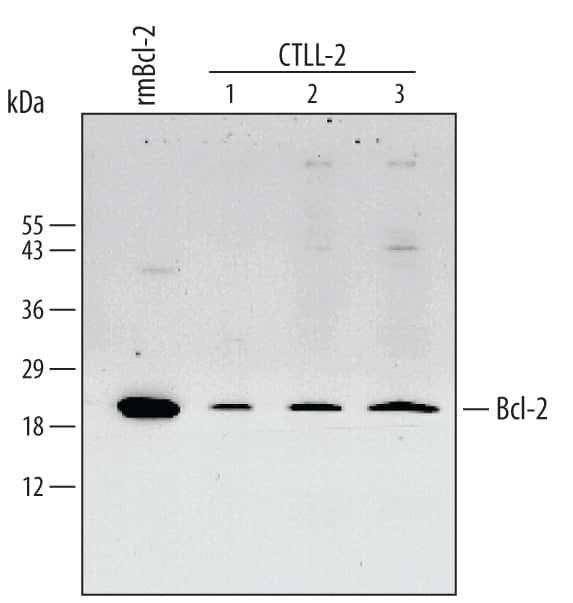 Western blot shows lysates of CTLL-2 mouse cytotoxic T cell line. PVDF membrane was probed with 0.5 µg/mL Rat Anti-Mouse Bcl-2 Minus C-Terminus Monoclonal Antibody (Catalog # MAB810) followed by HRP-conjugated Anti-Rat IgG Secondary Antibody (Catalog # HAF005). For additional reference, Recombinant Human Bcl-2 Minus C-Terminus (Catalog # 827-BC) (2 ng) was included. A specific band for Bcl-2 was detected at approximately 26 kDa (as indicated). This experiment was conducted under reducing conditions and using Immunoblot Buffer Group 4.