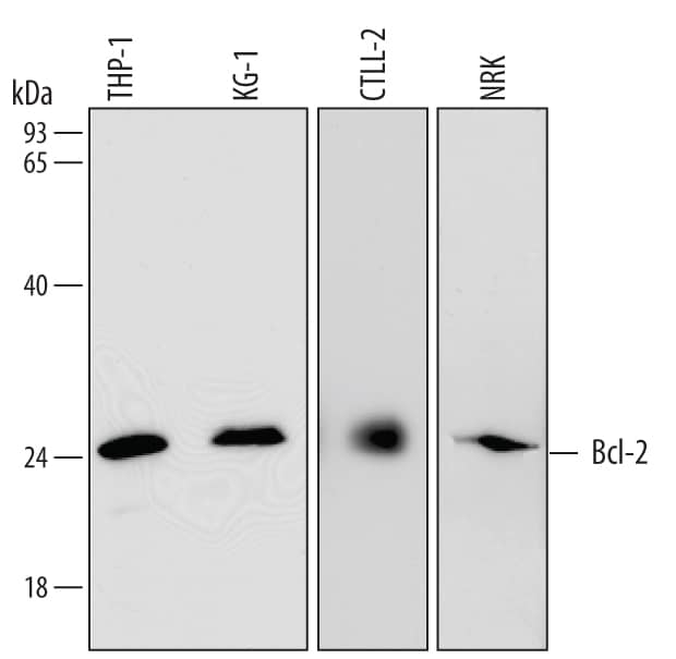 Western blot shows lysates of THP-1 human acute monocytic leukemia cell line, KG-1 human acute myelogenous leukemia cell line, CTLL-2 mouse cytotoxic T cell line, and NRK rat normal kidney cell line. PVDF Membrane was probed with 0.1 µg/mL of Mouse Anti-Human/Mouse/Rat Bcl-2 Monoclonal Antibody (Catalog # MAB8272) followed by HRP-conjugated Anti-Mouse IgG Secondary Antibody (Catalog # HAF007). A specific band was detected for Bcl-2 at approximately 24 kDa (as indicated). This experiment was conducted under reducing conditions and using Immunoblot Buffer Group 1.
