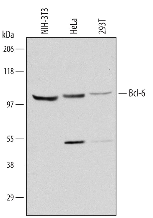 Western Blot Bcl-6 Antibody [Unconjugated]