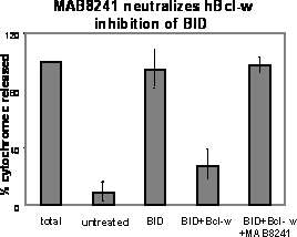 Cytochrome c released from enriched mouse liver mitochondria solubilized with Triton®X-100 was quantified with the Rat/Mouse Cytochrome c ELISA (Catalog # MCTC0).Untreated: Release of Cytochrome c from untreated mitochondriaBID: Recombinant Human BID (Caspase-8-cleaved) (882-B8) induced release of Cytochrome c from mitochondriaBID + Bcl-w: Recombinant Human Bcl-w (824-BW) inhibition of Recombinant Human BID (Caspase-8-cleaved) (882-B8) induced release of Cytochrome c from mitochondriaBID + Bcl-w + MAB8241: Mouse Anti-Human/Mouse Bcl-w Monoclonal Antibody (Catalog # MAB8241) neutralized Recombinant Human Bcl-w (824-BW) inhibition of Recombinant Human BID (Caspase-8-cleaved) (882-B8) induced release of Cytochrome c from mitochondria