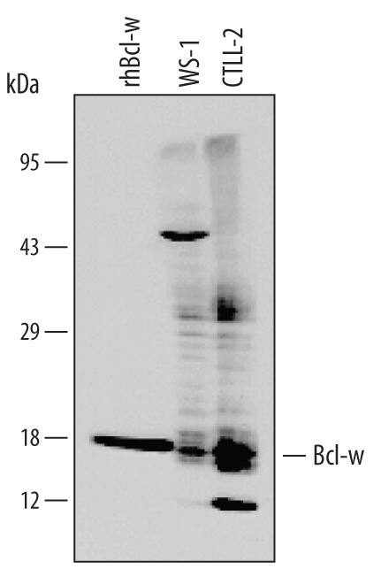 Western blot shows lysates of WS-1 human fetal skin fibroblast cell line and CTLL-2 mouse cytotoxic T cell line. The PVDF membrane was probed with 1 µg/mL Human Bcl-w Monoclonal Antibody (Catalog # MAB824) followed by HRP-conjugated Anti-Mouse IgG Secondary Antibody (Catalog # HAF007). For additional reference, Recombinant Human Bcl-w Minus C-Terminus (Catalog # 824-BW) (1 ng) was included. A specific band for Bcl-w was detected at approximately 18 kDa (as indicated). This experiment was conducted under reducing conditions and using Immunoblot Buffer Group 9with 25 mM Tris and 0.15 M NaCl.