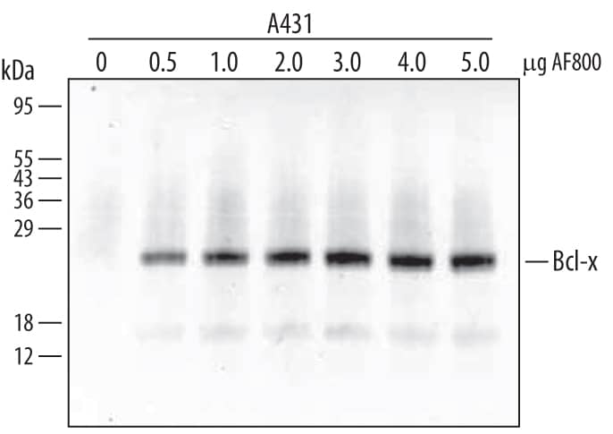 Bcl-x was immunoprecipitated from lysates (7 x 105cells) of A431 human epithelial carcinoma cell line following incubation with 3 µg Rabbit Anti-Human Bcl‑x Antigen Affinity-purified Polyclonal Antibody (Catalog # AF800) for 30‑60 minutes at 4 °C. Bcl-x-antibody complexes were absorbed using Protein A Immunoprecipitin (Life Technologies). Immuno-precipitated Bcl-x was detected by Western blot using 0.3 µg/mL Rabbit Anti-Human Bcl‑x Antigen Affinity-purified Polyclonal Antibody (Catalog # AF800). View our recommended buffer recipes for immunoprecipitation.