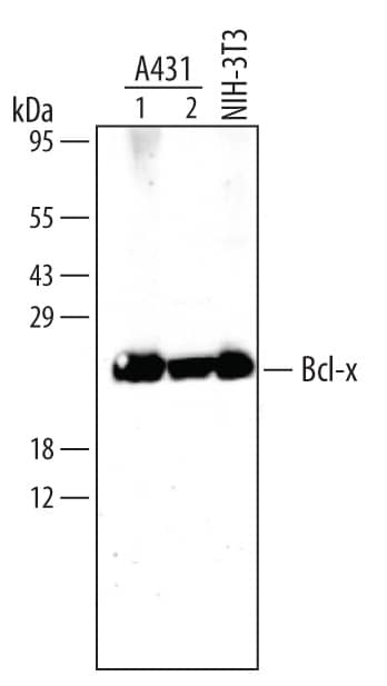 Western blot shows lysates of A431 human epithelial carcinoma cell line (5 x 104cells, lane 1 and 2.5 x 104cells, lane 2) and NIH-3T3 mouse embryonic fibroblast cell line. PVDF membrane was probed with 0.3 µg/mL of Rabbit Anti-Human Bcl-x Antigen Affinity-purified Polyclonal Antibody (Catalog # AF800) followed by HRP-conjugated Anti-Rabbit IgG Secondary Antibody (Catalog # HAF008). A specific band was detected for Bcl-x at approximately 26 kDa (as indicated). This experiment was conducted under reducing conditions and using Immunoblot Buffer Group 2.