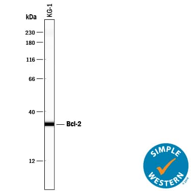 Simple Western lane view shows lysates of KG-1 human acute myelogenous leukemia cell line, loaded at 0.2 mg/mL. A specific band was detected for Bcl-2 at approximately 33 kDa (as indicated) using 50 µg/mL of Goat Anti-Human/Mouse Bcl-2 Antigen Affinity-purified Polyclonal Antibody (Catalog # AF810) followed by 1:50 dilution of HRP-conjugated Anti-Goat IgG Secondary Antibody (Catalog # HAF109). This experiment was conducted under reducing conditions and using the 12-230 kDa separation system.