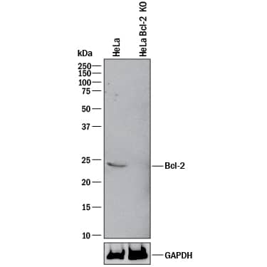 <b>Genetic Strategies Validation. </b>Western blot shows lysates of HeLa human cervical epithelial carcinoma parental cell line and Bcl-2 knockout HeLa cell line (KO). PVDF membrane was probed with 0.1 µg/mL of Mouse Anti-Human/Mouse/Rat Bcl-2 Monoclonal Antibody (Catalog # MAB8272) followed by HRP-conjugated Anti-Mouse IgG Secondary Antibody (Catalog # HAF018). A specific band was detected for Bcl-2 at approximately 24 kDa (as indicated) in the parental HeLa cell line, but is not detectable in knockout HeLa cell line. GAPDH (Catalog # MAB5718) is shown as a loading control. This experiment was conducted under reducing conditions and using Immunoblot Buffer Group 1.