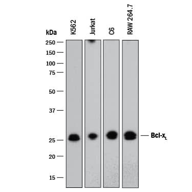 Western blot shows lysates of K562 human chronic myelogenous leukemia cell line, Jurkat human acute T cell leukemia cell line, C6 rat glioma cell line, and RAW 264.7 mouse monocyte/macrophage cell line. PVDF membrane was probed with 0.5 µg/mL of Rabbit Anti-Human/Mouse/Rat Bcl-xLMonoclonal Antibody (Catalog # MAB894) followed by HRP-conjugated Anti-Rabbit IgG Secondary Antibody (HAF008). A specific band was detected for Bcl-xLat approximately 25 kDa (as indicated). This experiment was conducted under reducing conditions and using Immunoblot Buffer Group 1.