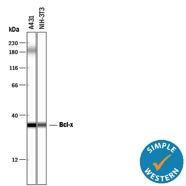 Simple Western lane view shows lysates of A431 human epithelial carcinoma cell line and NIH‑3T3 mouse embryonic fibroblast cell line, loaded at 0.2 mg/mL. A specific band was detected for Bcl‑x at approximately 34 kDa (as indicated) using 3 µg/mL of Rabbit Anti-Human/Mouse Bcl‑x Antigen Affinity-purified Polyclonal Antibody (Catalog # AF800). This experiment was conducted under reducing conditions and using the 12-230 kDa separation system.