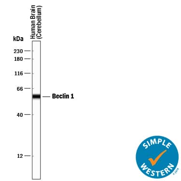 Simple Western lane view shows lysates of human brain (cerebellum) tissue, loaded at 0.2 mg/mL. A specific band was detected for Beclin 1 at approximately 58 kDa (as indicated) using 1 µg/mL of Mouse Anti-Human/Mouse/Rat Beclin 1 Monoclonal Antibody (Catalog # MAB5295). This experiment was conducted under reducing conditions and using the 12-230 kDa separation system.