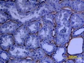 Immunohistochemistry Biglycan Antibody