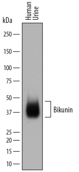 Western blot shows human urine. PVDF membrane was probed with 0.5 µg/mL of Sheep Anti-Human Bikunin Antigen Affinity-purified Polyclonal Antibody (Catalog # AF7744) followed by HRP-conjugated Anti-Sheep IgG Secondary Antibody (Catalog # HAF016). A specific band was detected for Bikunin at approximately 35-45 kDa (as indicated). This experiment was conducted under reducing conditions and using Immunoblot Buffer Group 1.