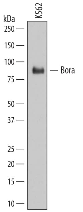 Western blot shows lysates of K562 human chronic myelogenous leukemia cell line. PVDF membrane was probed with 2 µg/mL of Mouse Anti-Human Bora Monoclonal Antibody (Catalog # MAB68561) followed by HRP-conjugated Anti-Mouse IgG Secondary Antibody (Catalog # HAF007). A specific band was detected for Bora at approximately 85 kDa (as indicated). This experiment was conducted under reducing conditions and using Immunoblot Buffer Group 1.