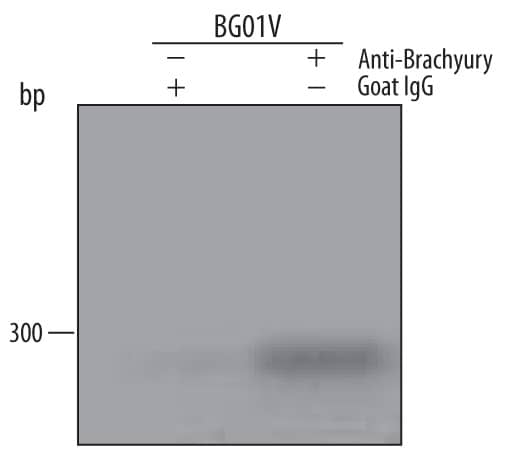 Mesoderm-differentiated BG01V human embryonic stem cells were fixed using formaldehyde, resuspended in lysis buffer, and sonicated to shear chromatin. Brachyury/DNA complexes were immunoprecipitated using 5 µg Goat Anti-Human/Mouse Brachyury Antigen Affinity-purified Polyclonal Antibody (Catalog # AF2085) or control antibody (AB-108-C) for 15 minutes in an ultrasonic bath, followed by Biotinylated Anti-Goat IgG Secondary Antibody (BAF109). Immunocomplexes were captured using 50 µL of MagCellect Streptavidin Ferrofluid (MAG999) and DNA was purified using chelating resin solution. TheVEGFpromoter was detected by standard PCR.