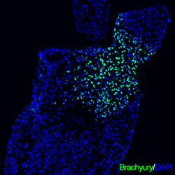 Brachyury was detected in immersion fixed differentiated human embryonic stem cells using 10 µg/mL Goat Anti-Human Brachyury Antigen Affinity-purified Polyclonal Antibody (Catalog # AF2085) for 3 hours at room temperature. Cells were stained (green) and counter-stained with DAPI (blue). View our protocol for Fluorescent ICC Staining of Cells on Coverslips.