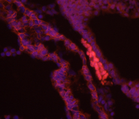 Brachyury was detected in immersion fixed frozen sections of embryonic mouse notochord (E9.5) using 10 µg/mL Goat Anti-Human Brachyury Antigen Affinity-purified Polyclonal Antibody (Catalog # AF2085) overnight at 4 °C. Tissue was stained with the Northern-Lights™ 557-conjugated Anti-Goat IgG Secondary Antibody (red; NL001) and counter-stained with DAPI (blue). View our protocol for Fluorescent IHC Staining of Frozen Tissue Sections.