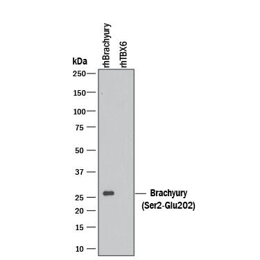 Western blot shows 10 ng of Recombinant Human Brachyury (amino acids Ser2-Glu202) and Recombinant Human TBX6. PVDF Membrane was probed with 0.1 µg/mL of Goat Anti-Human/Mouse Brachyury Antigen Affinity-purified Polyclonal Antibody (Catalog # AF2085) followed by HRP-conjugated Anti-Goat IgG Secondary Antibody (HAF109). A specific band was detected for Brachyury at approximately 26 kDa (as indicated). This experiment was conducted under reducing conditions and using Immunoblot Buffer Group 3.