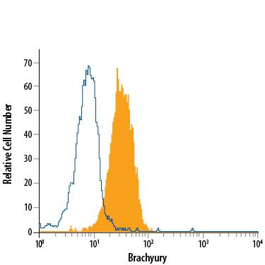 D3 mouse embryonic stem cell line differentiated with mouse serum for 4 days was stained with Goat Anti-Human/Mouse Brachyury APC-conjugated Antigen Affinity-purified Polyclonal Antibody (Catalog # IC2085A, filled histogram) or isotype control antibody (IC108A, open histogram). To facilitate intracellular staining, cells were fixed with Flow Cytometry Fixation Buffer (FC004) and permeabilized with Flow Cytometry Permeabilization/Wash Buffer I (FC005). View our protocol for Staining Intracellular Molecules.