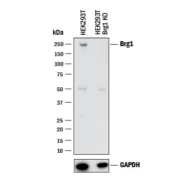 <b>Genetic Strategies Validation. </b>Western blot shows lysates of HEK293T human embryonic kidney parental cell line and Brg1 knockout HEK293T cell line (KO). PVDF membrane was probed with 2 µg/mL of Goat Anti-Human Brg1 Antigen Affinity-purified Polyclonal Antibody (Catalog # AF5738) followed by HRP-conjugated Anti-Goat IgG Secondary Antibody (Catalog # HAF017). A specific band was detected for Brg1 at approximately 250 kDa (as indicated) in the parental HEK293T cell line, but is not detectable in knockout HEK293T cell line. GAPDH (Catalog # AF5718) is shown as a loading control. This experiment was conducted under reducing conditions and using Immunoblot Buffer Group 1.