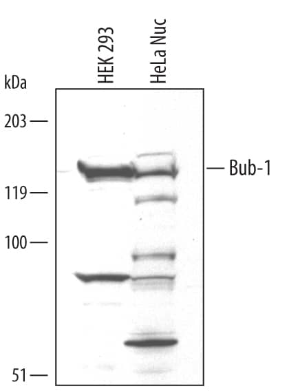 Western blot shows lysates of HEK293 human embryonic kidney cell line and nuclear extracts of HeLa human cervical epithelial carcinoma cell line. PVDF membrane was probed with 1 µg/mL Goat Anti-Human Bub1 Antigen Affinity-purified Polyclonal Antibody (Catalog # AF3785) followed by HRP-conjugated Anti-Goat IgG Secondary Antibody (Catalog # HAF017). A specific band for Bub1 was detected at approximately 130 kDa (as indicated). This experiment was conducted under reducing conditions and using Immunoblot Buffer Group 1.