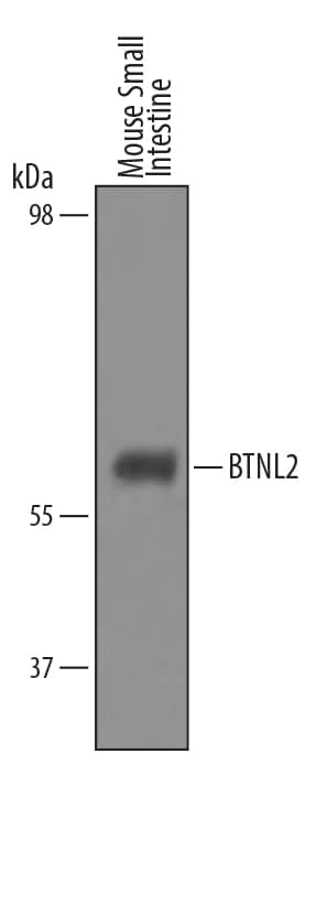 Western Blot BTNL2/Butyrophilin-like 2 Antibody