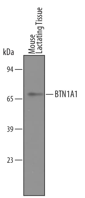 Western blot shows lysates of mouse lactating mammary tissue. PVDF membrane was probed with 0.25 µg/mL of Sheep Anti-Mouse BTN1A1/Butyrophilin Antigen Affinity-purified Polyclonal Antibody (Catalog # AF4765) followed by HRP-conjugated Anti-Sheep IgG Secondary Antibody (Catalog # HAF016). A specific band was detected for BTN1A1/Butyrophilin at approximately 66 kDa (as indicated). This experiment was conducted under reducing conditions and using Immunoblot Buffer Group 8.