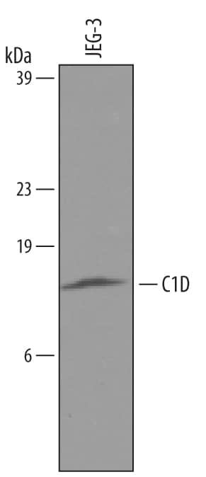 Western blot shows lysates of JEG-3 human epithelial choriocarcinoma cell line. PVDF membrane was probed with 2 µg/mL of Goat Anti-Human C1D Antigen Affinity-purified Polyclonal Antibody (Catalog # AF4816) followed by HRP-conjugated Anti-Goat IgG Secondary Antibody (Catalog # HAF019). A specific band was detected for C1D at approximately 16 kDa (as indicated). This experiment was conducted under reducing conditions and using Immunoblot Buffer Group 8.