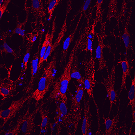 Immunocytochemistry Otolin-1 Antibody (839418) [Unconjugated]