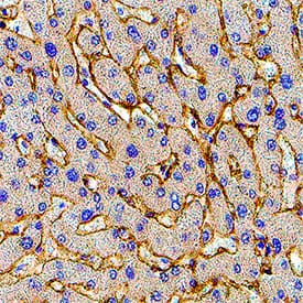 Immunohistochemistry C1qTNF5/CTRP5 Antibody (332923) [Unconjugated]