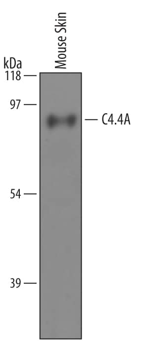Western Blot C4.4A/LYPD3 Antibody