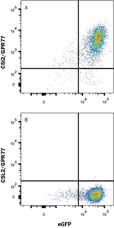 HEK293 human embryonic kidney cell line transfected with (A) C5L2/GPR77 or (B) irrelevant protein, and eGFP were stained with Mouse Anti-Human C5L2/GPR77 Monoclonal Antibody (Catalog # MAB10254) followed by Allophycocyanin-conjugated Anti-Mouse IgG Secondary Antibody (Catalog # F0101B). Quadrant markers were set based Mouse IgG2B Isotype Control Antibody staining (Catalog # MAB0041, data not shown). View our protocol for Staining Membrane-associated Proteins.