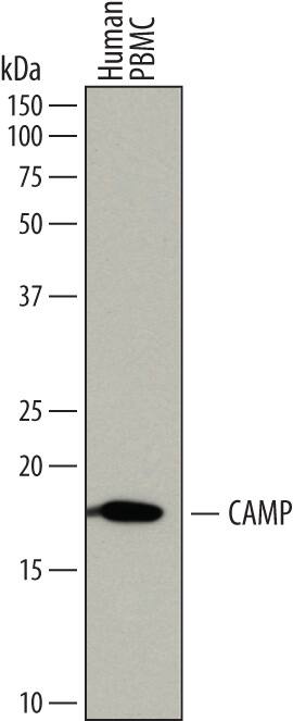Western blot shows lysates of human peripheral blood mononuclear cells (PBMC). PVDF membrane was probed with 1 µg/mL of Sheep Anti-Human CAMP/LL37/FALL39 Antigen Affinity-purified Polyclonal Antibody (Catalog # AF7497) followed by HRP-conjugated Anti-Sheep IgG Secondary Antibody (Catalog # HAF016). A specific band was detected for CAMP at approximately 18 kDa (as indicated). This experiment was conducted under reducing conditions and using Immunoblot Buffer Group 1.