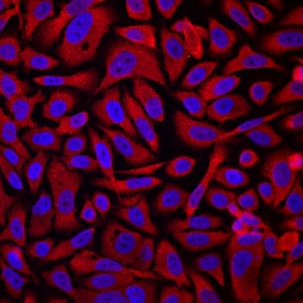 Immunocytochemistry Calcium Activated Nucleotidase 1/CANT1 Antibody (861206) [Unconjugated]