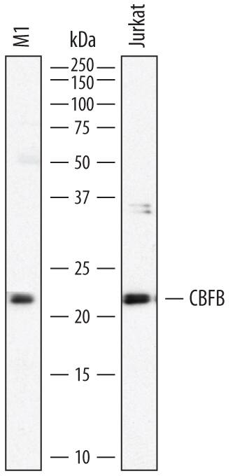 Western blot shows lysates of M1 mouse myeloid leukemia cell line and Jurkat human acute T cell leukemia cell line. PVDF membrane was probed with 1 µg/mL of Sheep Anti-Human CBFB Antigen Affinity-purified Polyclonal Antibody (Catalog # AF7349) followed by HRP-conjugated Anti-Sheep IgG Secondary Antibody (Catalog # HAF016). A specific band was detected for CBFB at approximately 22 kDa (as indicated). This experiment was conducted under reducing conditions and using Immunoblot Buffer Group 1.
