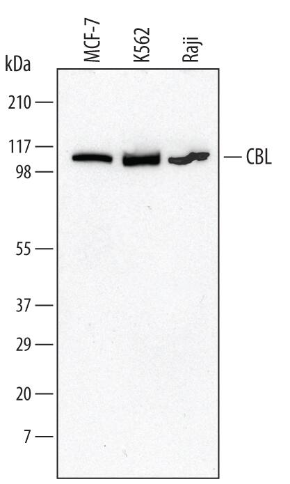 Western Blot CBL Antibody [Unconjugated]