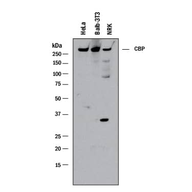 Western Blot CBP/KAT3A Antibody (257003) [Unconjugated]