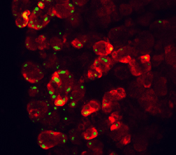 CCK-A R was detected in perfusion fixed frozen sections of rat pancreas using 5 &micro;g/mL Human/Mouse/Rat CCK-A R Antigen Affinity-purified Polyclonal Antibody (Catalog # AF2680) overnight at 4 &deg;C. Tissue was stained (red) and counterstained (green). View our protocol for Fluorescent IHC Staining of Frozen Tissue Sections.