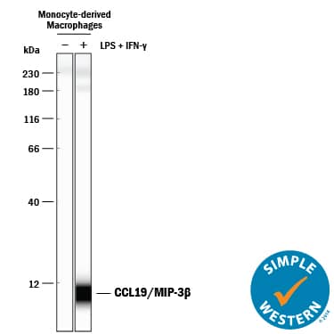 <b>Biological Strategies Validation. </b>Simple Western lane view shows conditioned media from monocyte-derived macrophages untreated (-) or treated (+) with 1 µg/mL LPS and 40 ng/mL Recombinant Human IFN-gamma (Catalog # 285-IF) for 24 hours. A specific band was detected for CCL19/MIP-3 beta  at approximately 8 kDa (as indicated) using 50 µg/mL of Goat Anti-Human CCL19/MIP-3 beta  Antigen Affinity-purified Polyclonal Antibody (Catalog # AF361) followed by 1:50 dilution of HRP-conjugated Anti-Goat IgG Secondary Antibody (Catalog # HAF109). This experiment was conducted under reducing conditions and using the 12-230 kDa separation system.