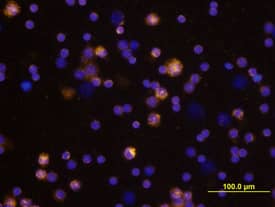 CCL19/MIP-3 beta  was detected in immersion fixed mouse splenocytes using Goat Anti-Mouse CCL19/MIP-3 beta  Antigen Affinity-purified Polyclonal Antibody (Catalog # AF880) at 10 µg/mL for 3 hours at room temperature. Cells were stained using the NorthernLights™ 557-conjugated Anti-Goat IgG Secondary Antibody (yellow; Catalog # NL001) and counterstained with DAPI (blue). View our protocol for Fluorescent ICC Staining of Non-adherent Cells.
