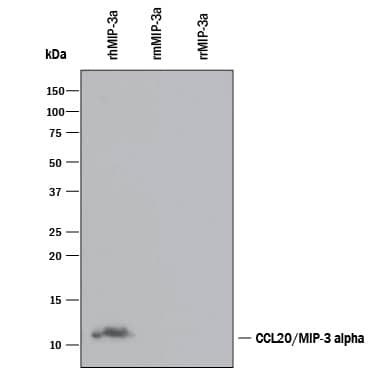 Western blot shows 100 ng of Recombinant Human CCL20/MIP-3a (Catalog # 360-MP), Recombinant Mouse CCL20/MIP-3a (Catalog # 760-M3) and Recombinant Rat CCL20/MIP-3a (Catalog # 540-RM). PVDF Membrane was probed with 1 µg/mL of Mouse Anti-Human CCL20/MIP-3a Monoclonal Antibody (Catalog # MAB360) followed by HRP-conjugated Anti-Mouse IgG Secondary Antibody (Catalog # HAF007). A specific band was detected for CCL20/MIP-3a at approximately 11 kDa (as indicated). This experiment was conducted under reducing conditions and using Immunoblot Buffer Group 3.